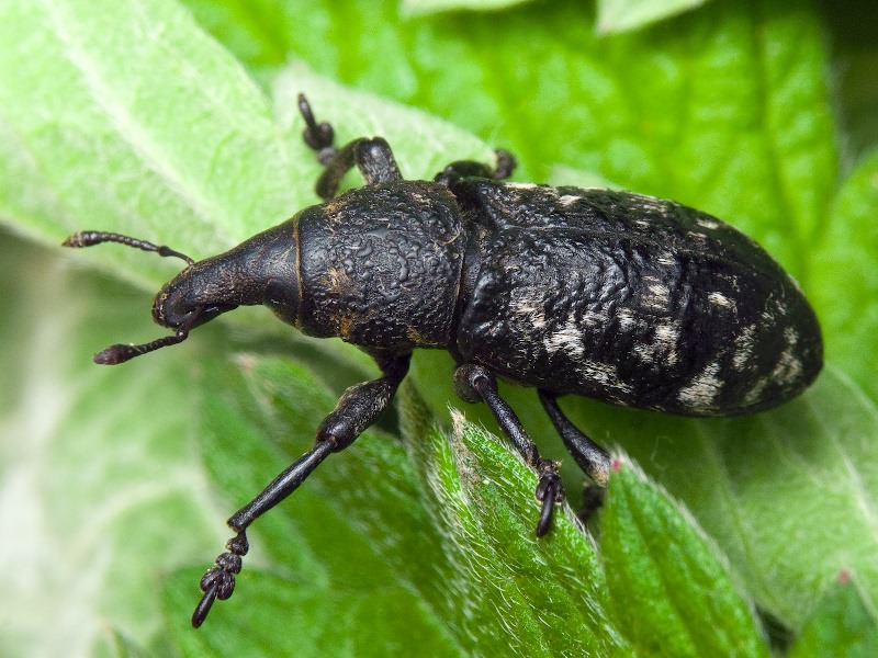 Adosomus roridus (Pallas, 1781)